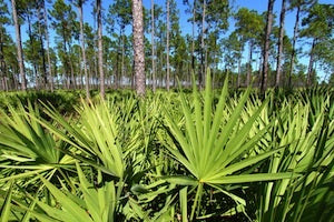 Saw palmetto