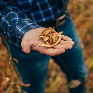 A man harvesting soybeans.