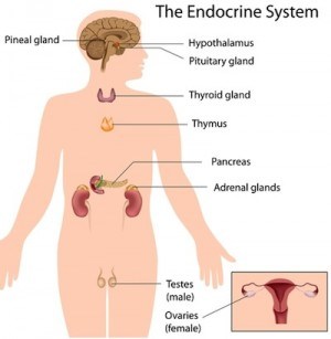 The Endocrine System