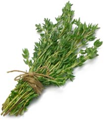 Study: Thyme Oil Shows Success in Killing MRSA