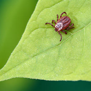 A tick on a leaf.