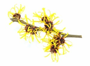 witch hazel branch