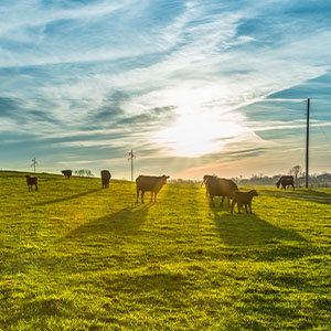 A cow pasture with several cows grazing.