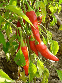 Spicy Foods Cause Hot Flashes