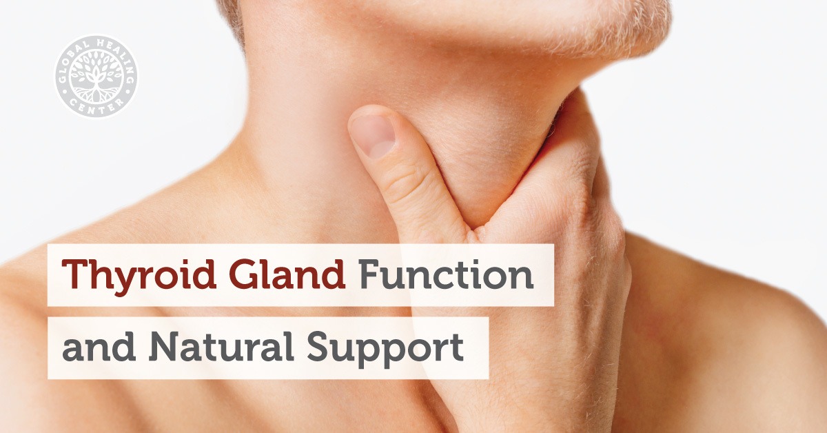what does the thyroid gland do
