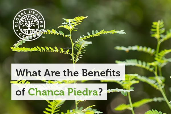 What are the Benefits of Chanca Piedra?